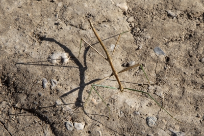 Walking Stick Big Bend Dec 2018